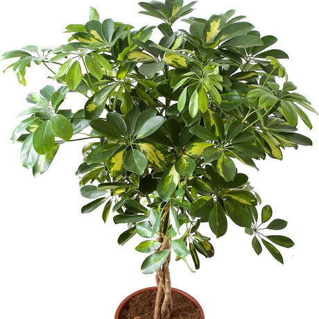 Шефлера (Schefflera) Gold Capella, стайно растение - 140 см