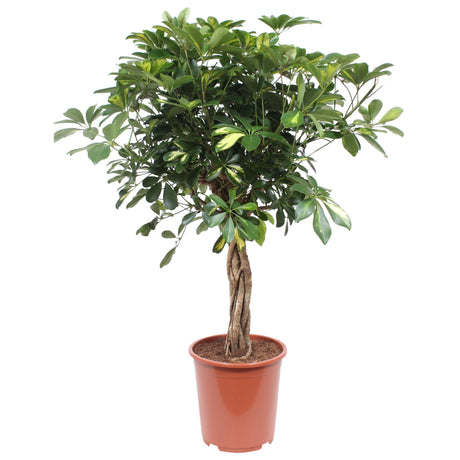 Palmierul Umbrela (Schefflera) Gold Capella - 75 cm