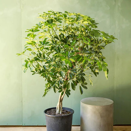 Палма чадър (Schefflera) Gold Capella – 95 см