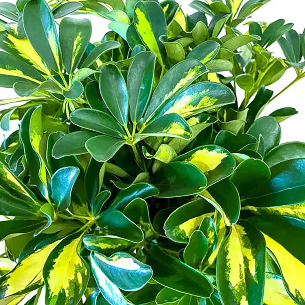 Палма чадър (Schefflera) Gold Capella – 95 см