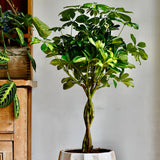 Палма чадър (Schefflera) Gold Capella – 95 см