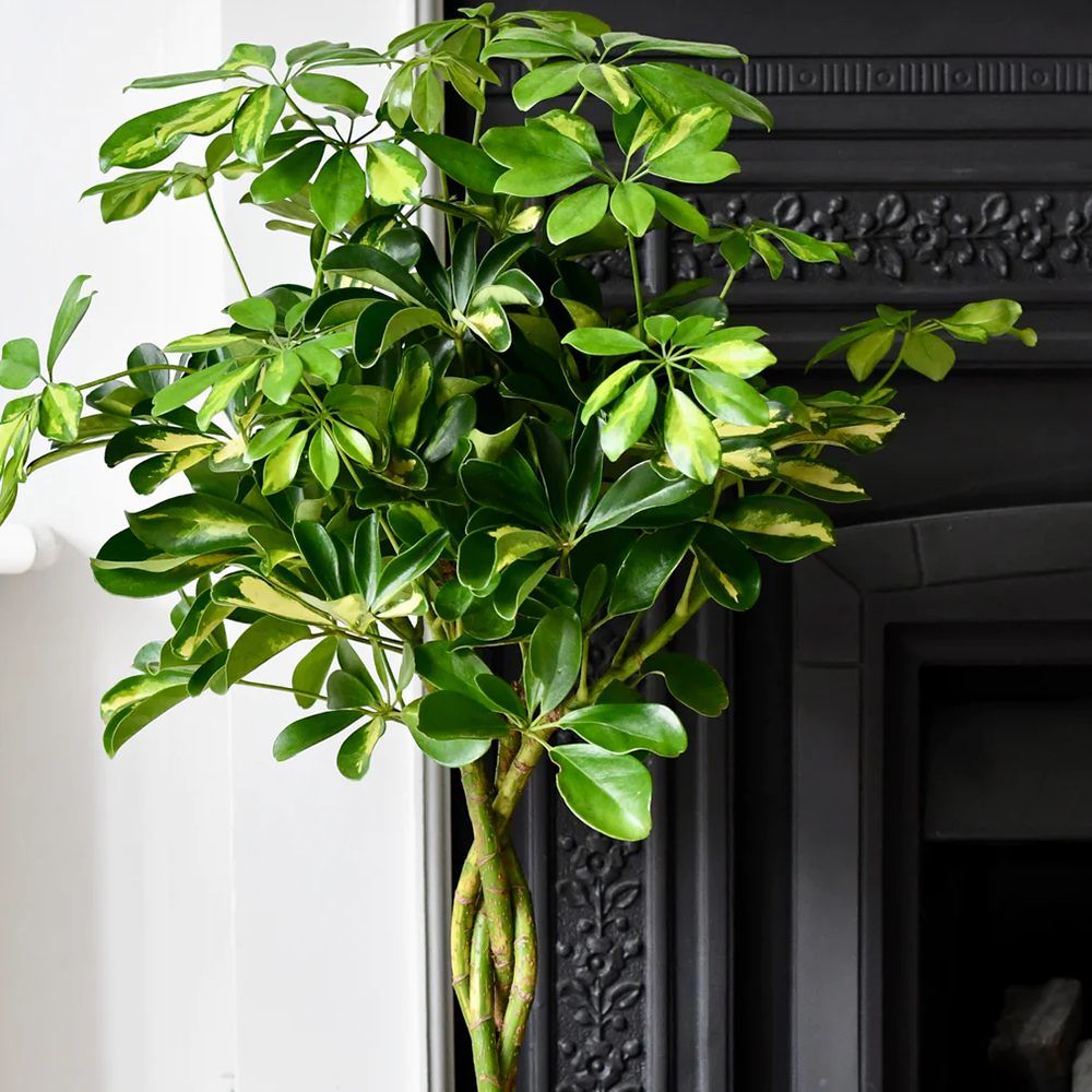 Палма чадър (Schefflera) Gold Capella – 95 см