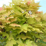 Artar Paltin de Munte Prinz Handjery, cu frunzis auriu-bronz, colorit de toamna