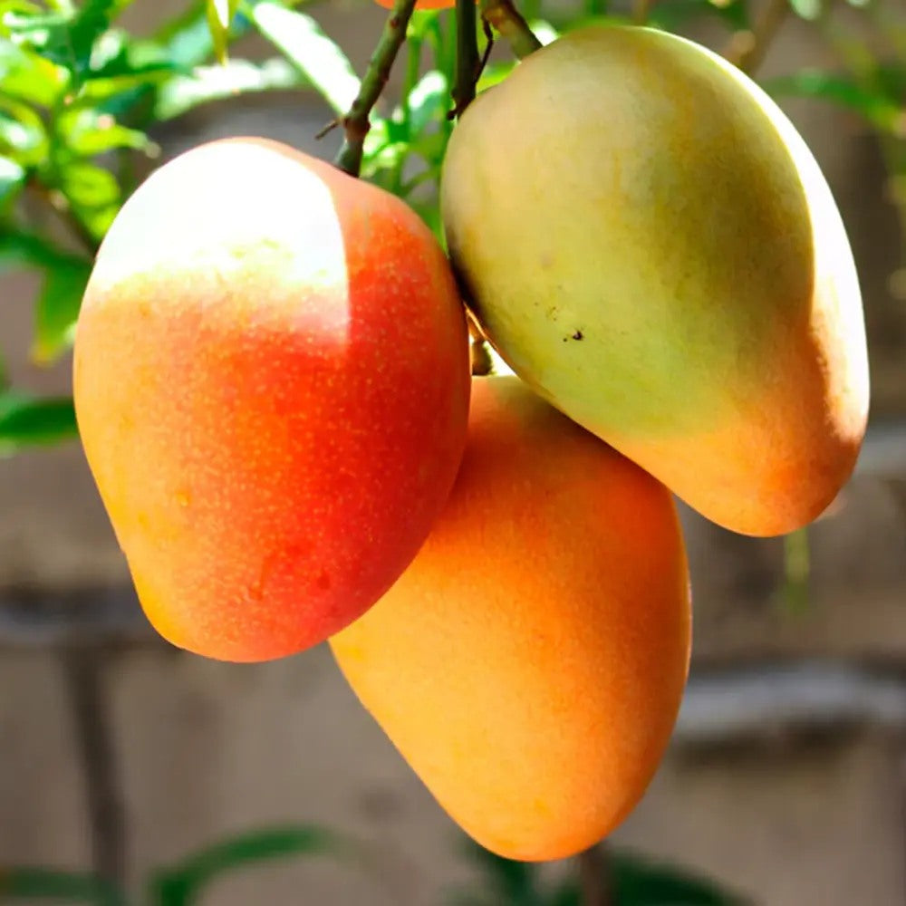 Papaya in ghiveci – pom fructifer exotic, planta de interior, cu fructe comestibile tropicale