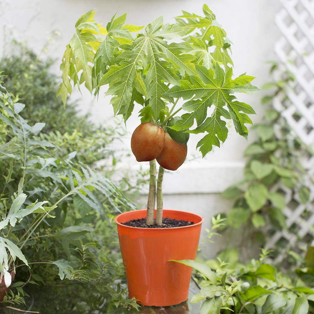 Papaya in ghiveci – pom fructifer exotic, planta de interior, cu fructe comestibile tropicale