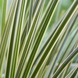 Iarba Ornamentala Rogoz White Sands, alb-argintiu