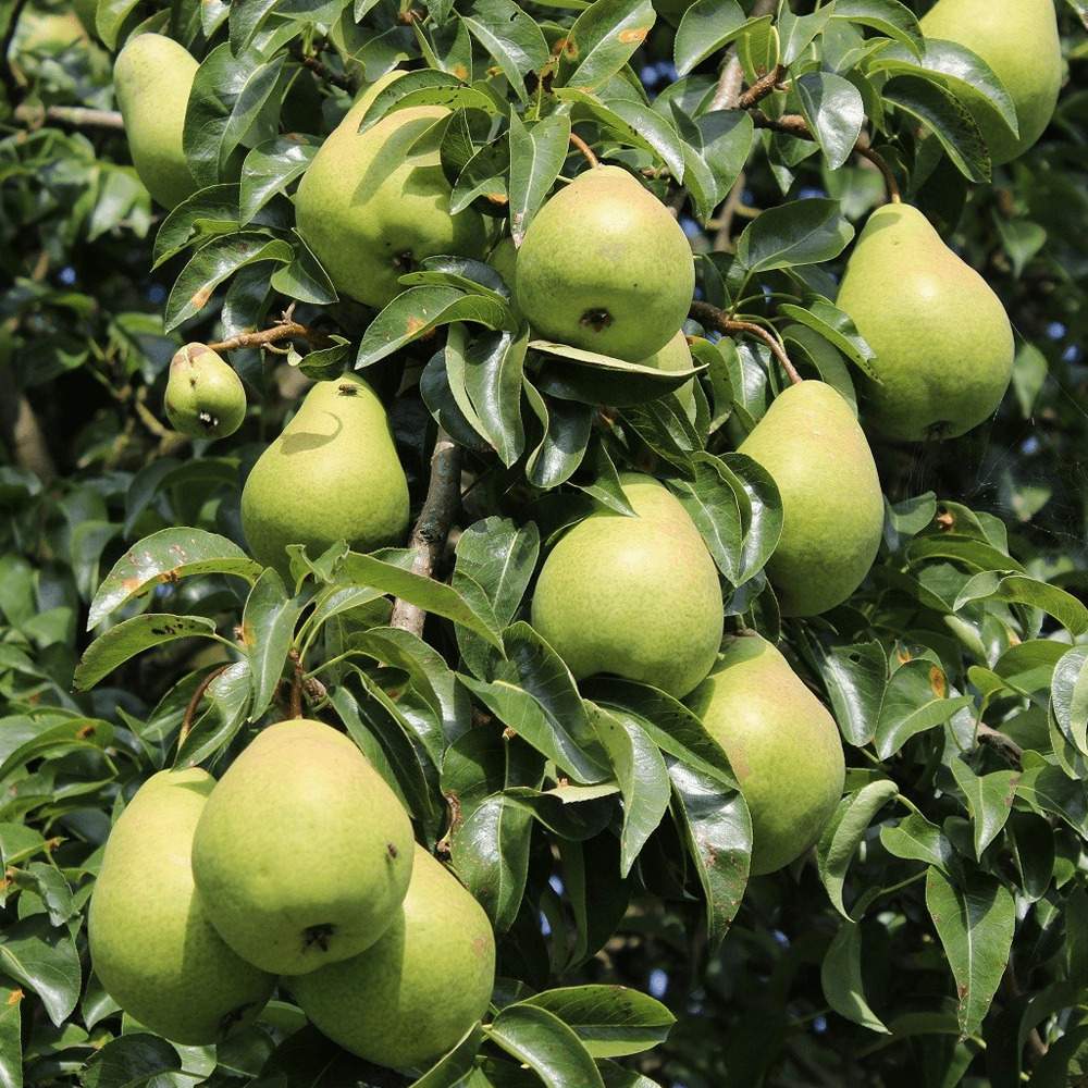 Par Beurre Hardy (Pyrus Communis), cu fructe dulci verzi - VERDENA-livrat in ghiveci de 5 l