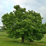 Par Groene Vrucht (Pyrus Communis), cu fructe dulci-acrisor verde - VERDENA-livrat in ghiveci de 3.5 l