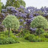 Par Ornamental argintiu (Pyrus Salicifolia Pendula)
