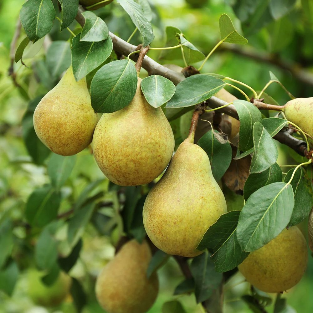 Par (Pyrus Communis) Comice, cu fructe dulci rafinat