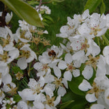 Par (Pyrus Communis) Comice, cu fructe dulci rafinat