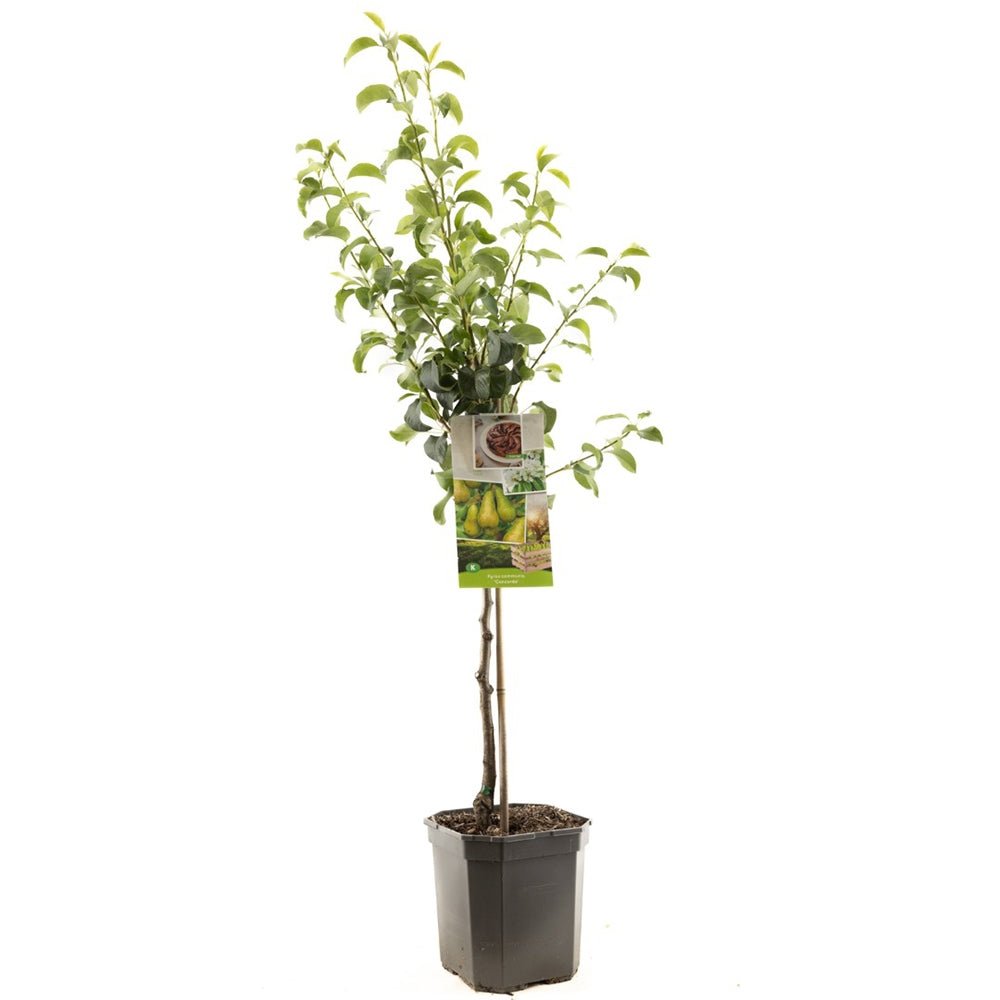 Par (Pyrus Communis) Concorde, cu fructe dulci-acidulat