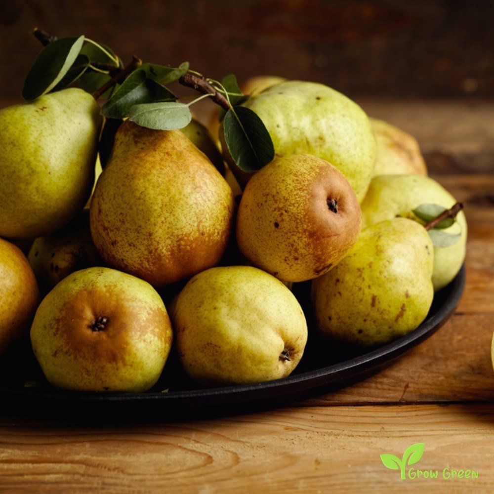 Par (Pyrus Communis) Williams, cu fructe dulci