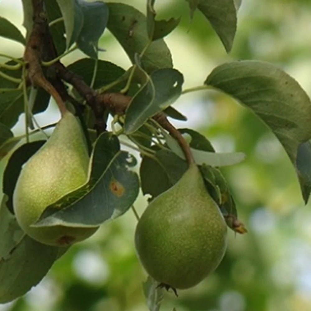 Par Triomphe de Vienne (Pyrus Communis), cu fructe dulci verde-galbui - VERDENA-livrat in ghiveci de 9 l