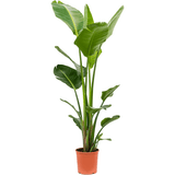 Strelitzia Nicolai (Pasarea Paradisului) - 160 cm