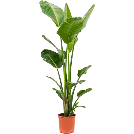 Strelitzia Nicolai (Pasarea Paradisului) - 160 cm