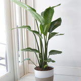 Strelitzia Nicolai (Pasarea Paradisului) - 110 cm