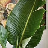 Strelitzia Nicolai (Pasarea Paradisului) - 100 cm