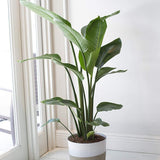 Strelitzia Nicolai (Pasarea Paradisului) - 60 cm