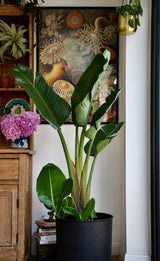 Strelitzia Nicolai (Pasarea Paradisului) - 60 cm