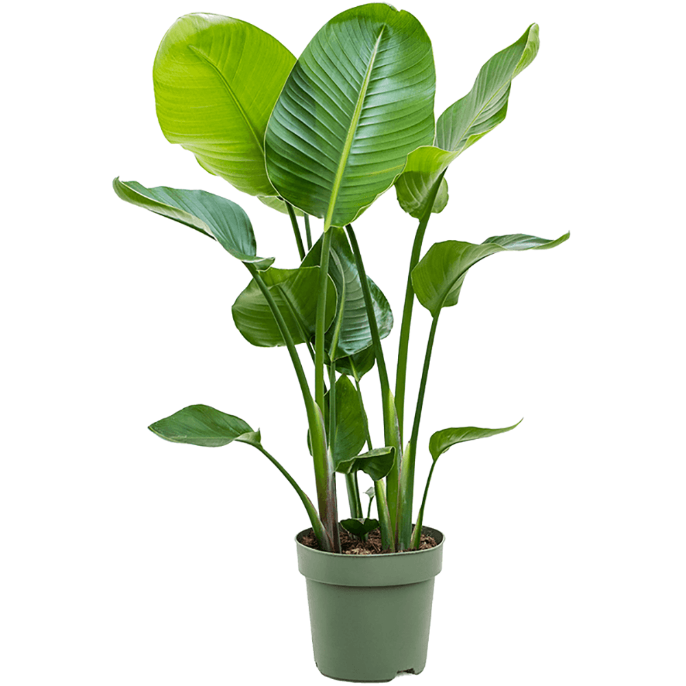 Strelitzia Nicolai (Pasarea Paradisului) - 100 cm