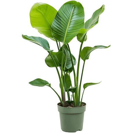 Strelitzia Nicolai (Pasarea Paradisului) - 100 cm