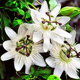 Floarea Pasiunii (Passiflora Caerulea) Constance Elliot, cu flori albe
