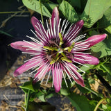 Floarea Pasiunii (Passiflora Caerulea) Victoria, cu flori roz