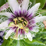 Маракуя плод на страстта (Passiflora edulis), пасифлора с екзотични виолетови ароматни плодове