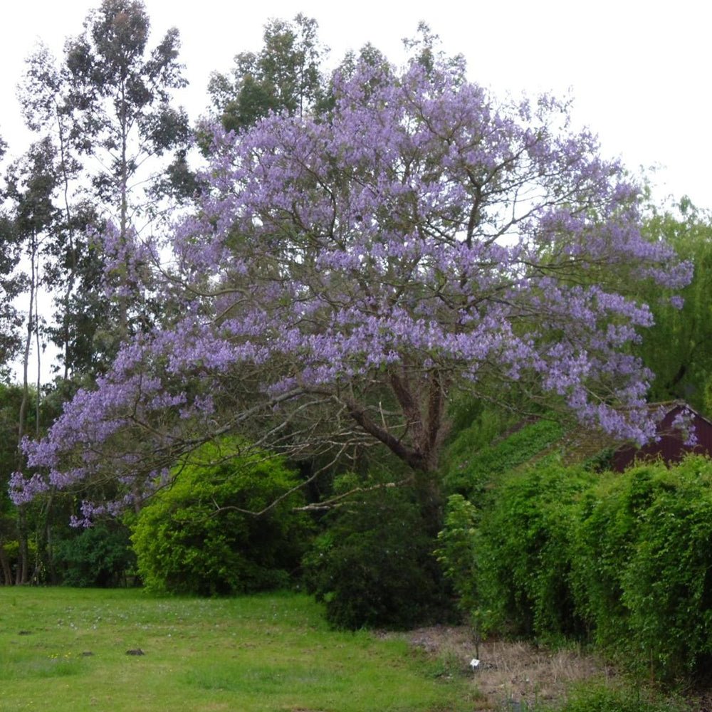 Дърво на принцеса - Paulownia Tomentosa