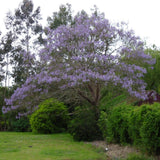 Дърво на принцеса - Paulownia Tomentosa