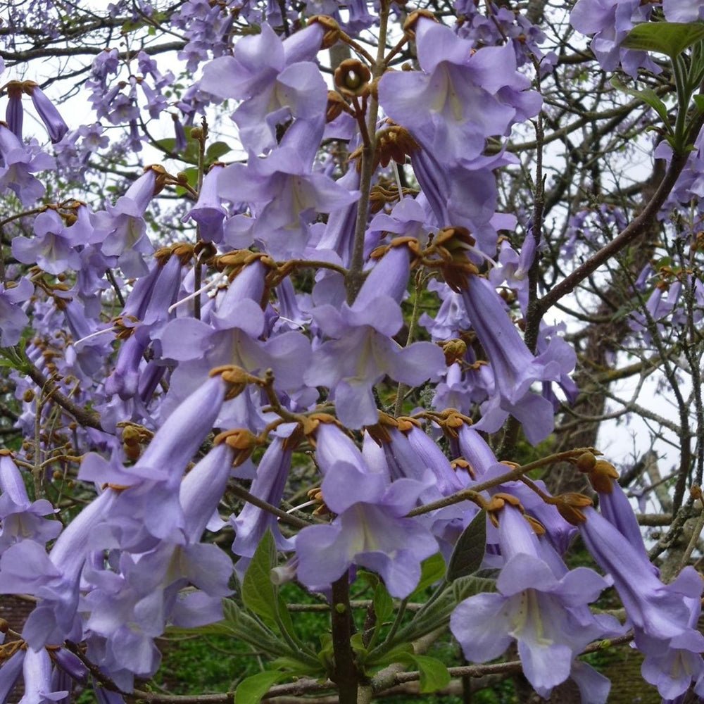 Дърво на принцеса - Paulownia Tomentosa