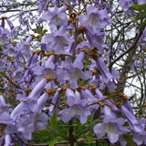 Дърво на принцеса - Paulownia Tomentosa