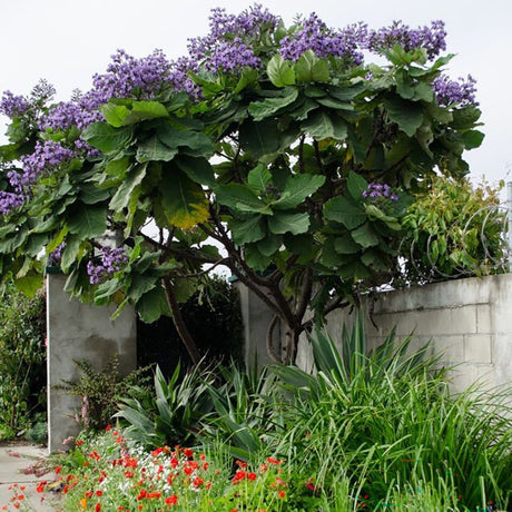 Дърво на принцеса - Paulownia Tomentosa