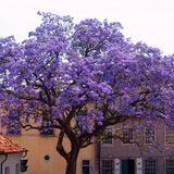Arborele Printesei- Paulownia Tomentosa