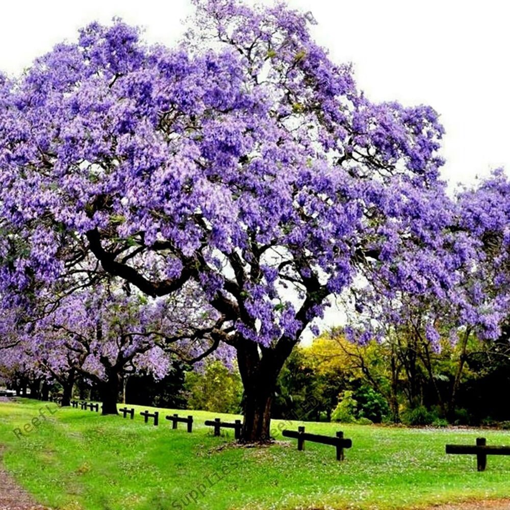 Дърво на принцеса - Paulownia Tomentosa