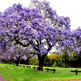 Дърво на принцеса - Paulownia Tomentosa