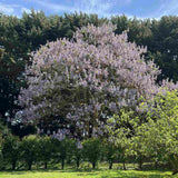 Дърво на принцеса - Paulownia Tomentosa