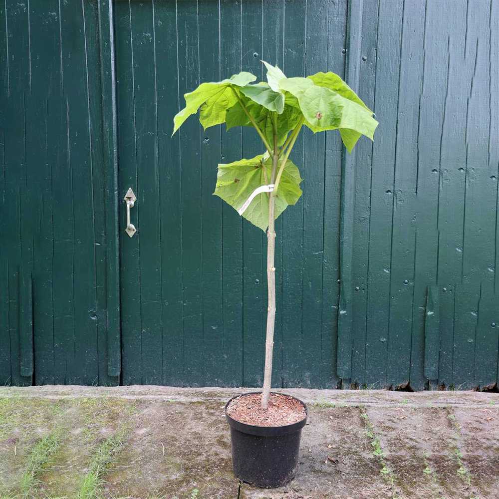 Дърво на принцеса - Paulownia Tomentosa