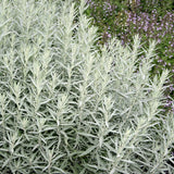 Pelinul Argintiu Silver Queen