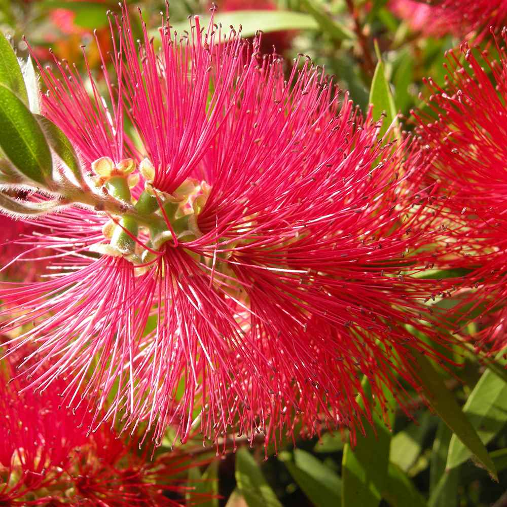 Black Friday - Reduceri Peria de Sticla Rosie (Callistemon citrinus) Splendens Promotie