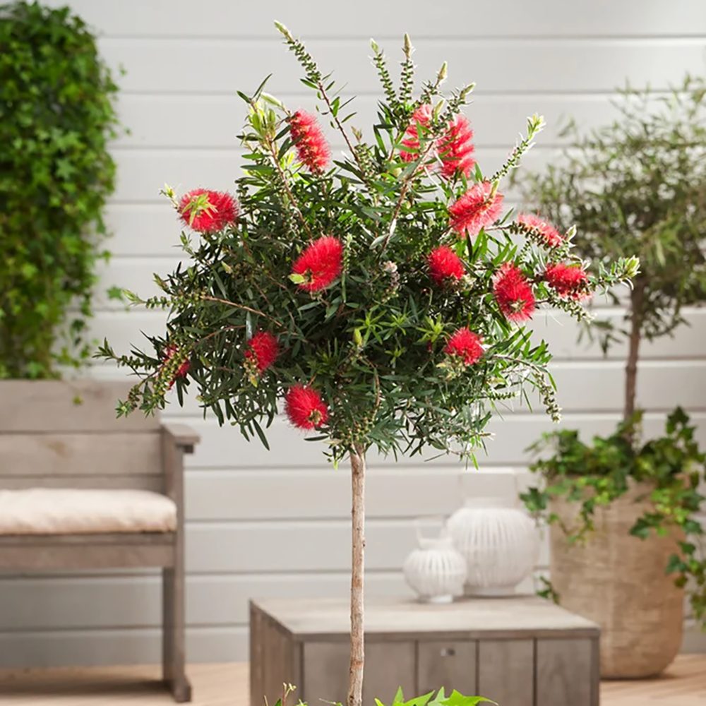 Black Friday - Reduceri Peria de Sticla Rosie (Callistemon citrinus) Splendens Promotie