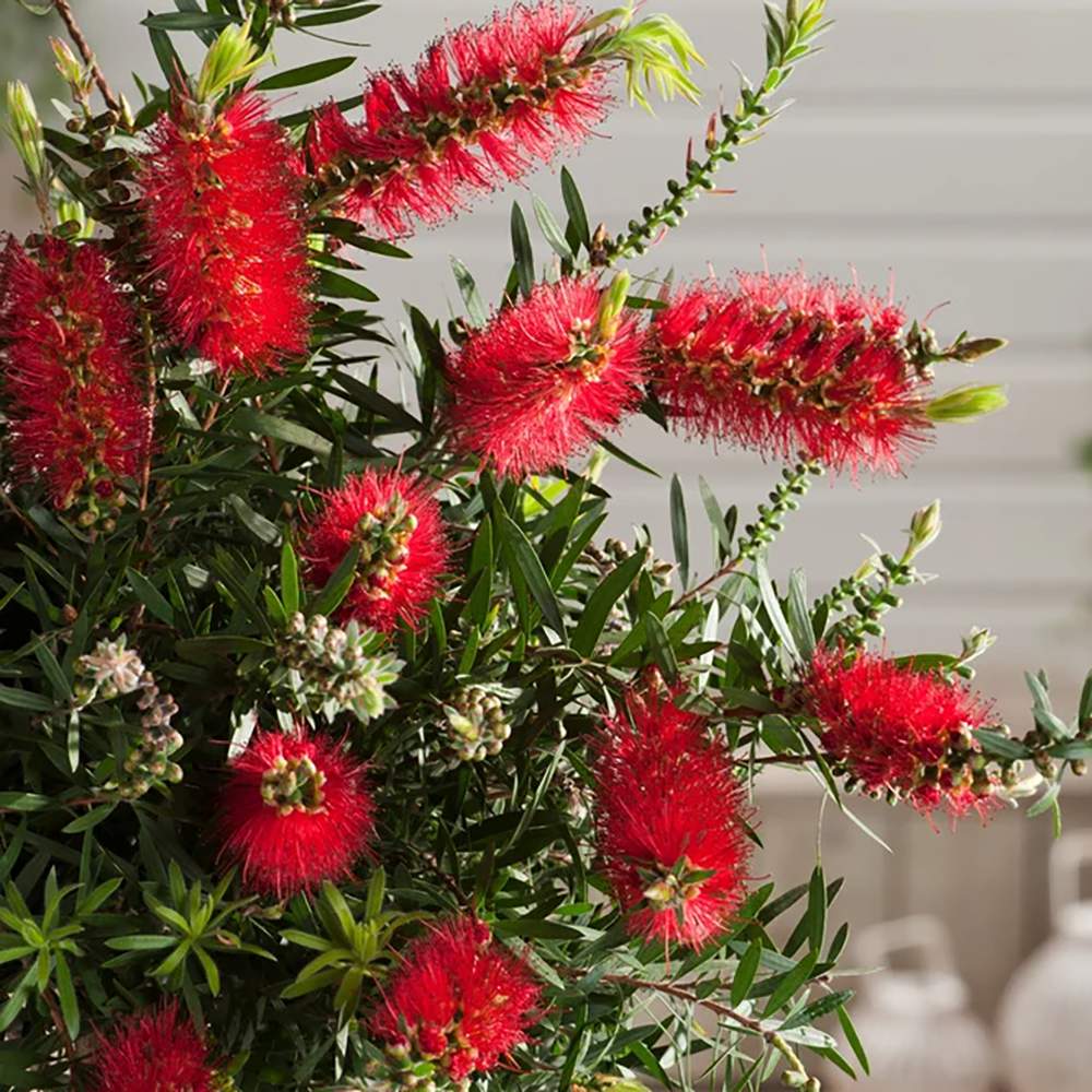 Black Friday - Reduceri Peria de Sticla Rosie (Callistemon citrinus) Splendens Promotie