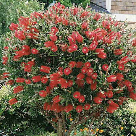 Peria de Sticla Rosie (Callistemon citrinus) Splendens - VERDENA-110 cm inaltime, livrat in ghiveci de 4.5 l