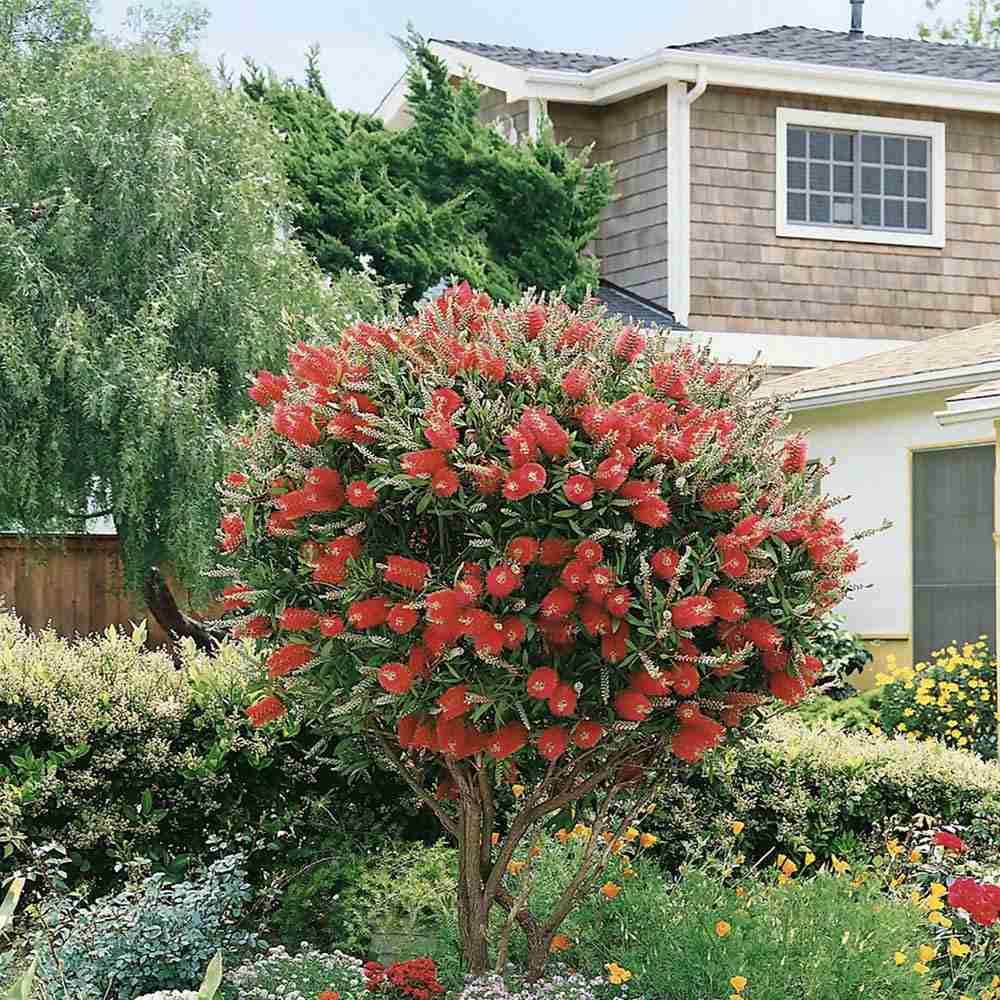 Black Friday - Reduceri Peria de Sticla Rosie (Callistemon citrinus) Splendens Promotie