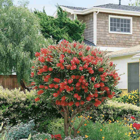 Peria de Sticla Rosie (Callistemon citrinus) Splendens - VERDENA-110 cm inaltime, livrat in ghiveci de 4.5 l