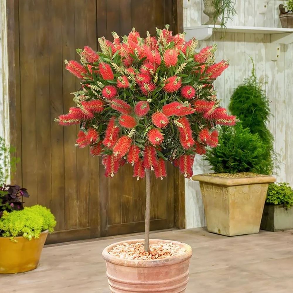 Black Friday - Reduceri Peria de Sticla Rosie (Callistemon citrinus) Splendens Promotie