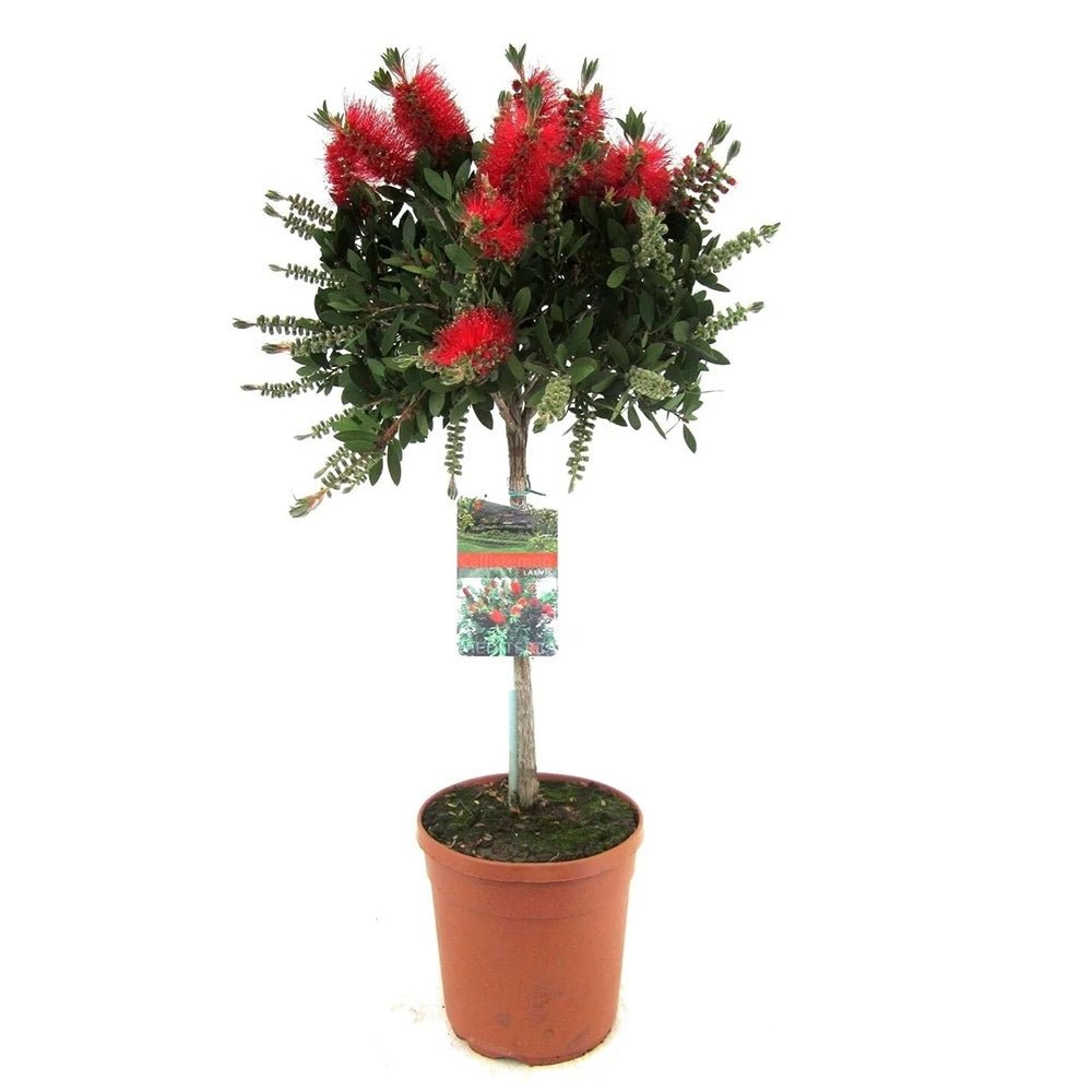 Black Friday - Reduceri Peria de Sticla Rosie (Callistemon citrinus) Splendens Promotie