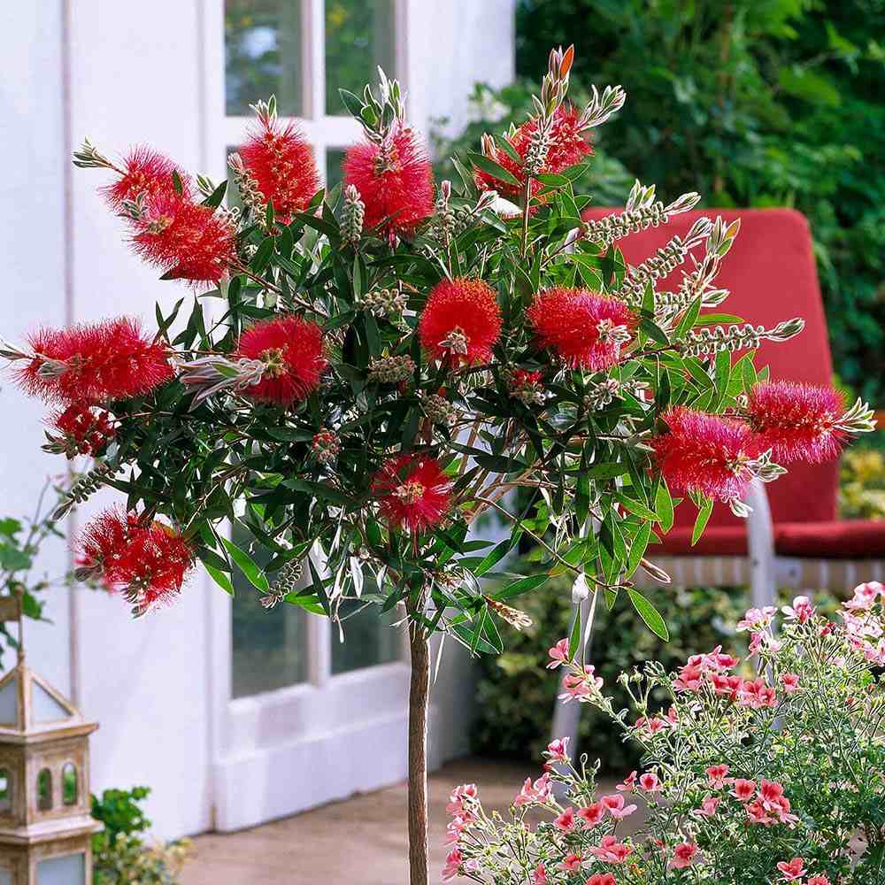 Black Friday - Reduceri Peria de Sticla Rosie (Callistemon citrinus) Splendens Promotie