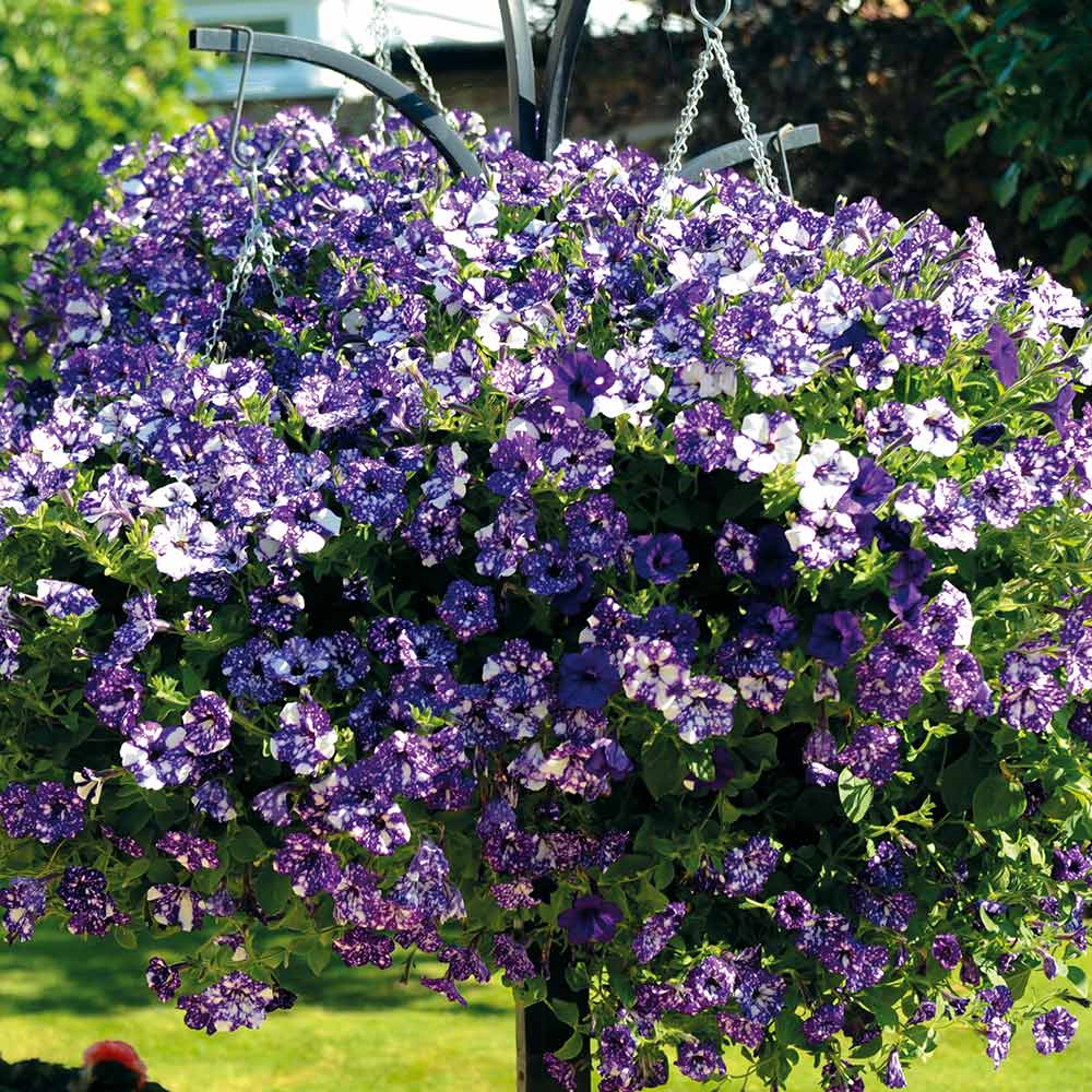 Petunia Sky - Night